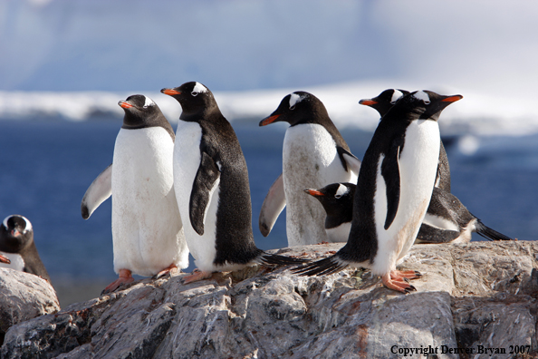 Gentoo Penguin in habitat