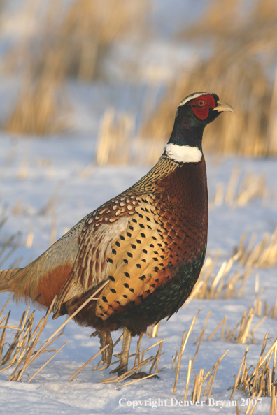 Ring-necked pheasant in habitat