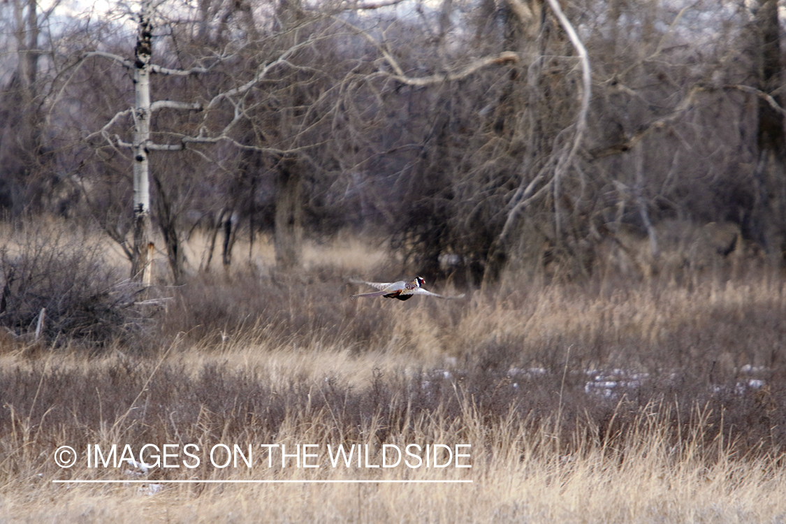 Ring-necked pheasant in flight.