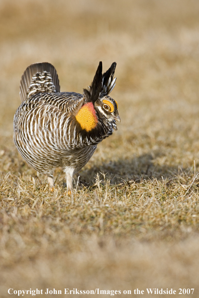 Greater Prairie Chicken in habitat.