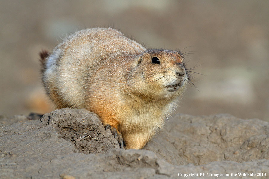 Prairie dog in habitat