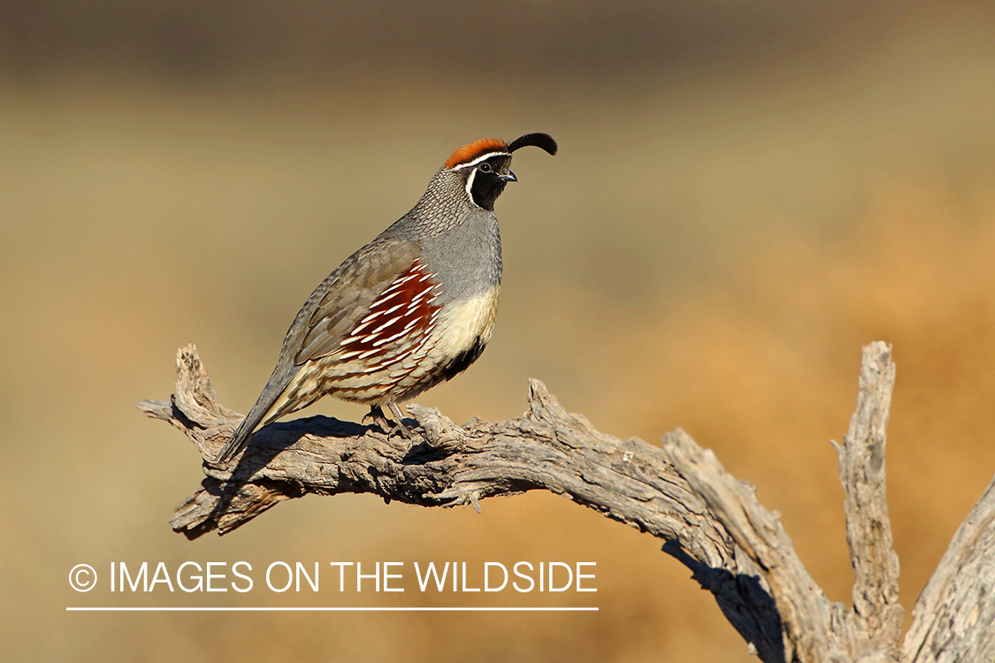 Gambel's Quail in habitat.