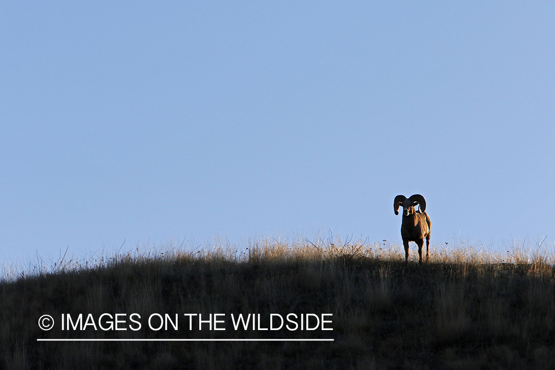 Rocky Mountain bighorn sheep in field.