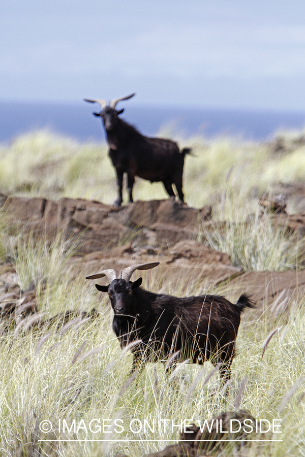 Hawaiian feral goats in habitat.