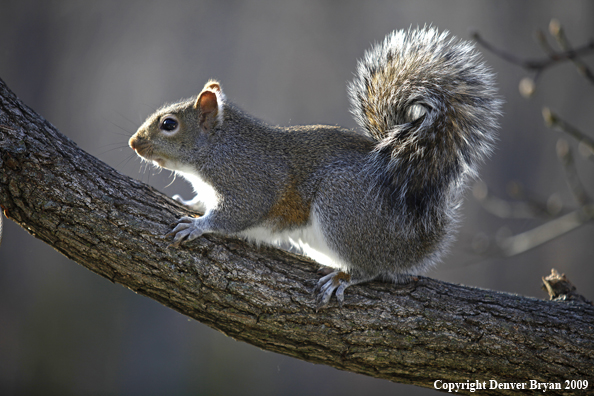 Gray squirrel in habitat.