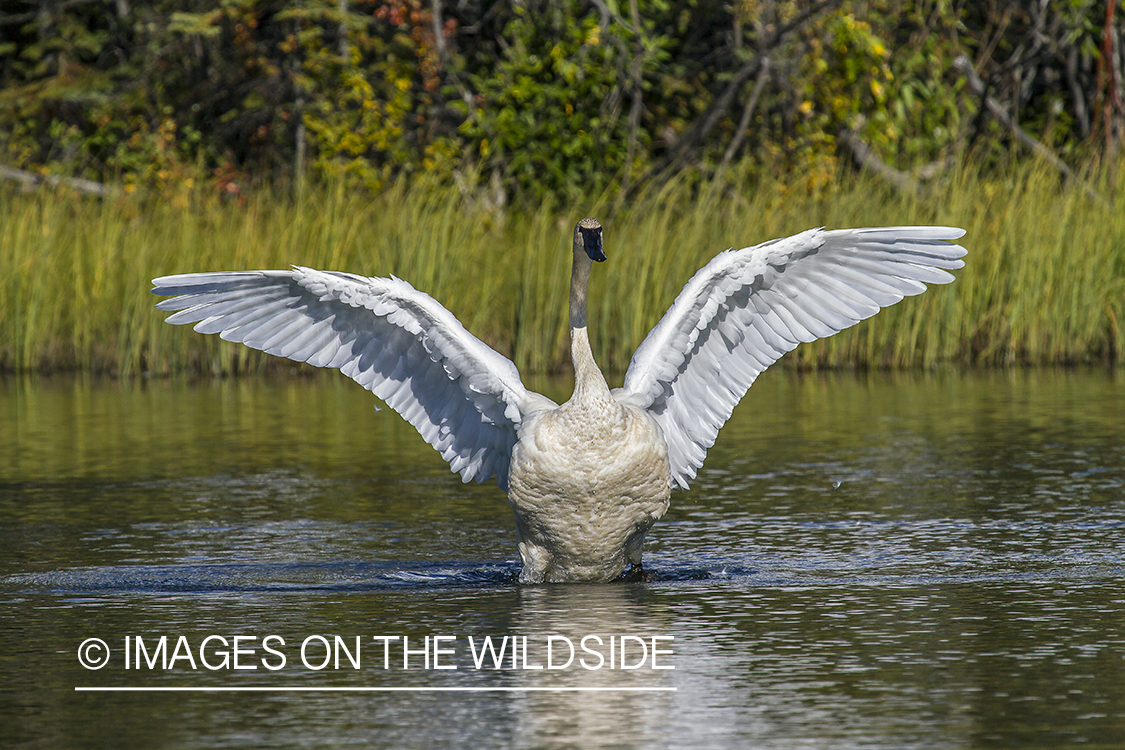 Trumpeter Swan in habitat. 