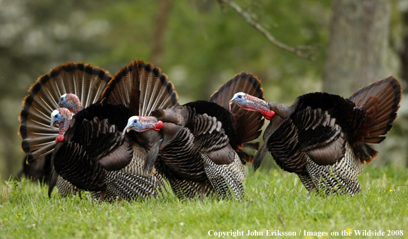 Eastern Wild Turkey