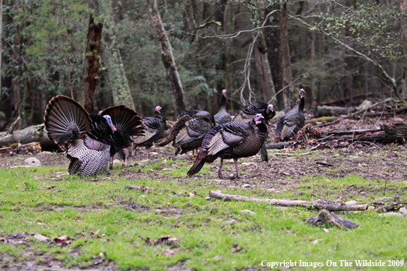 Eastern Wild Turkeys in habitat