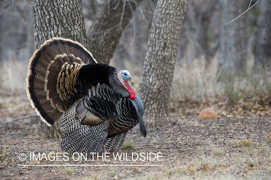 Rio Grande Turkey in habitat.