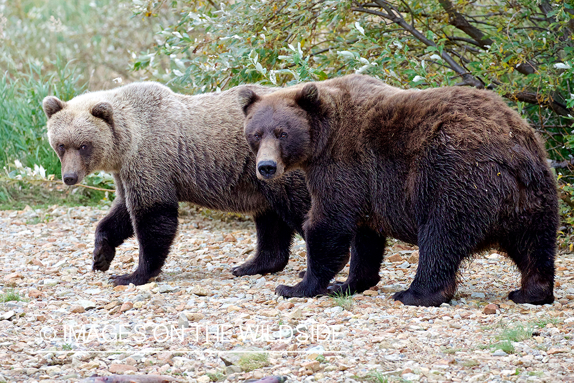 Brown Bear in habitat.