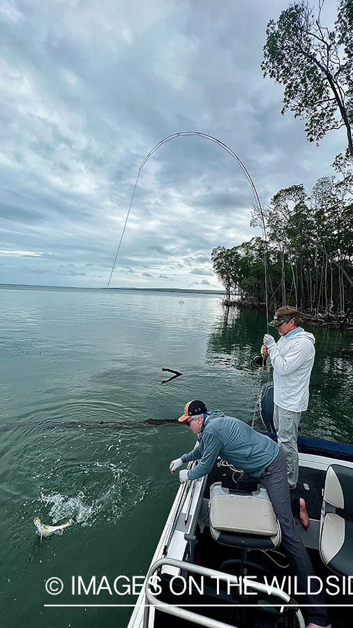 Flyfisherman landing barramundi.