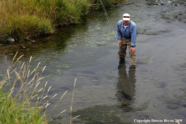 Flyfisherman releasing brown trout