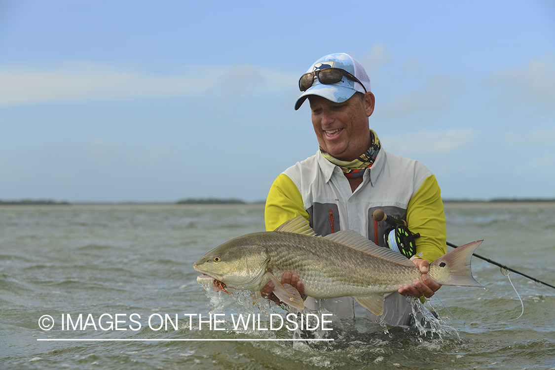 Flyfisherman releasing redfish.