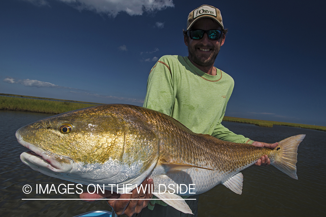 Saltwater flyfisherman with redfish.