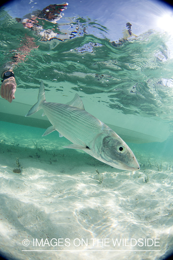 Flyfisherman releasing bonefish.