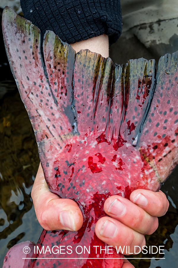 King salmon tail close up. 