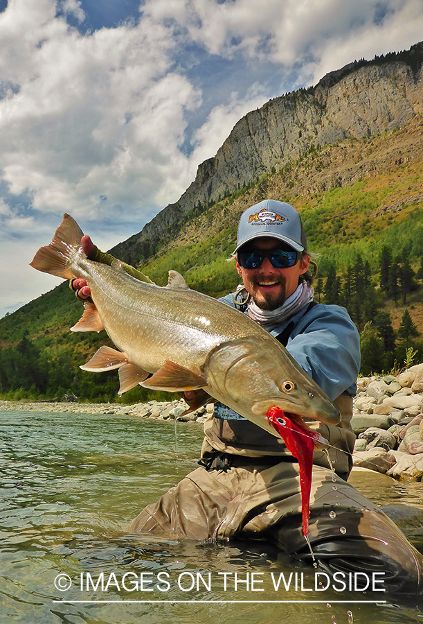 Flyfisherman releasing bull trout.