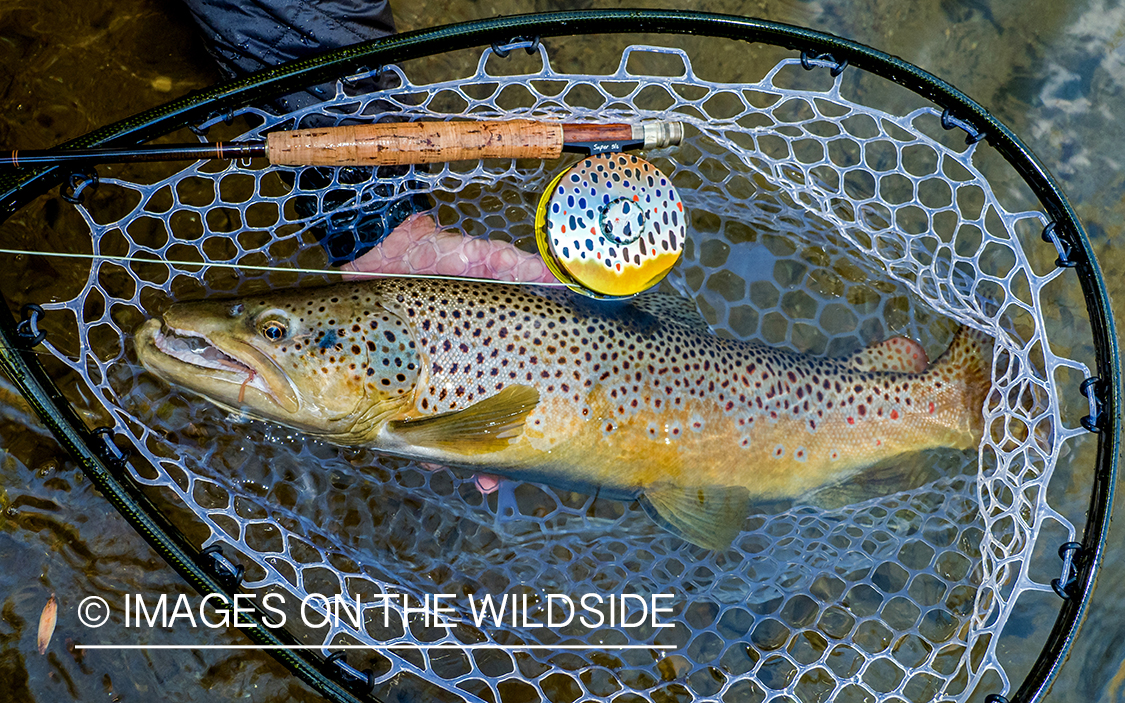 Flyfisherman releasing Brown Trout.