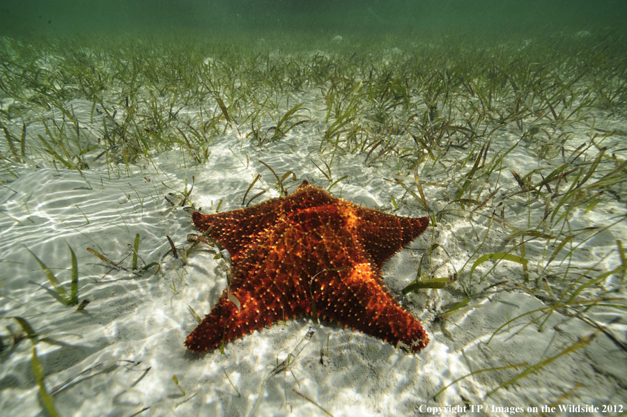 Starfish in habitat.