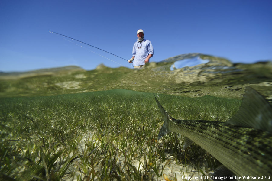 Flyfishing for bonefish.