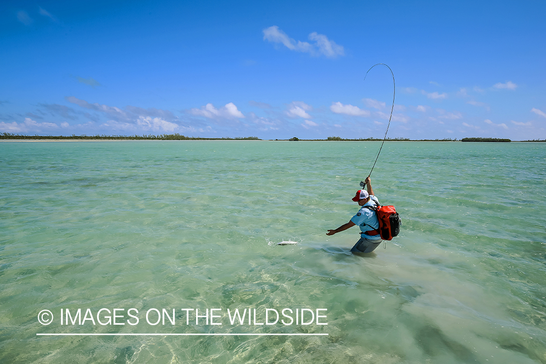 Flyfisherman fighting bonefish.