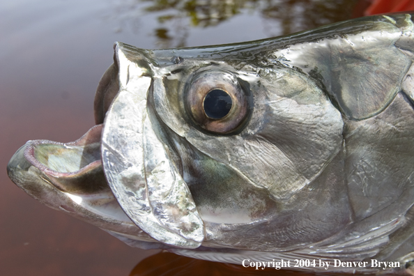 Head of a tarpon