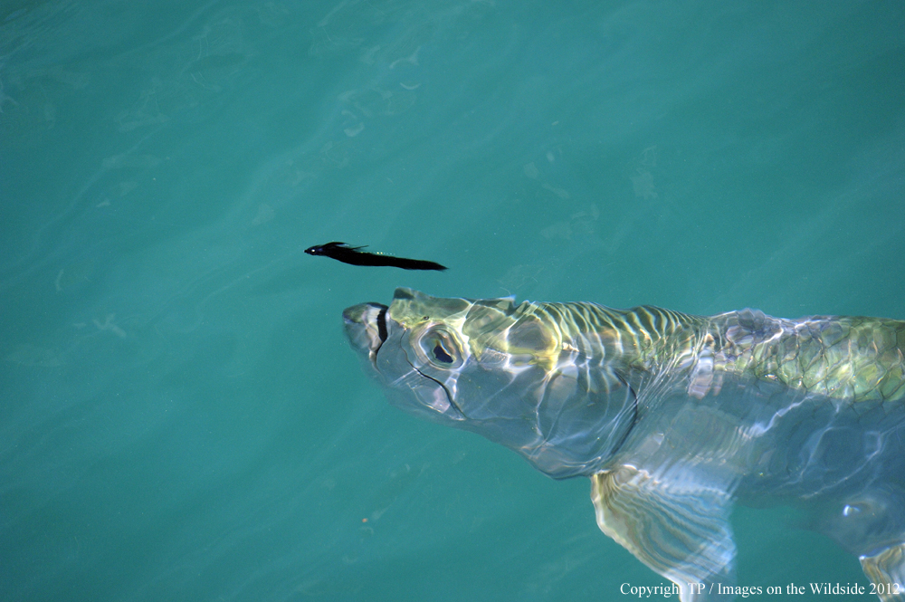 Tarpon chasing fly. 