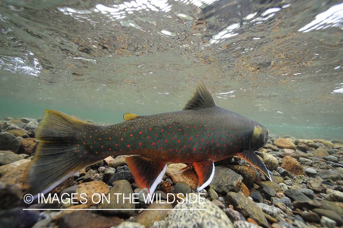 Artic Char in habitat.