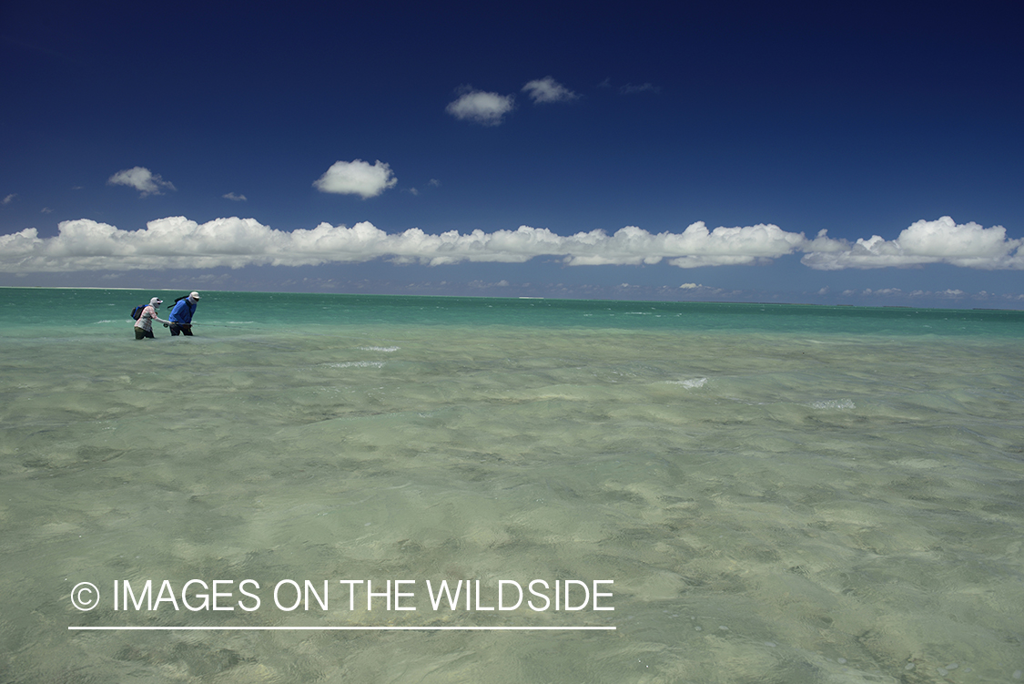 Flyfishing for Peachy Triggerfish on flats.