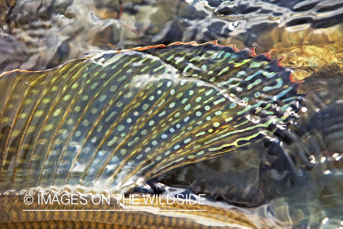 Grayling at Bristol Bay.