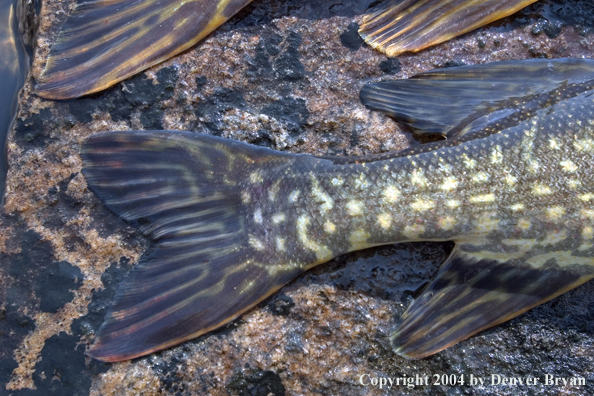 Close-up of Northern pike tail.