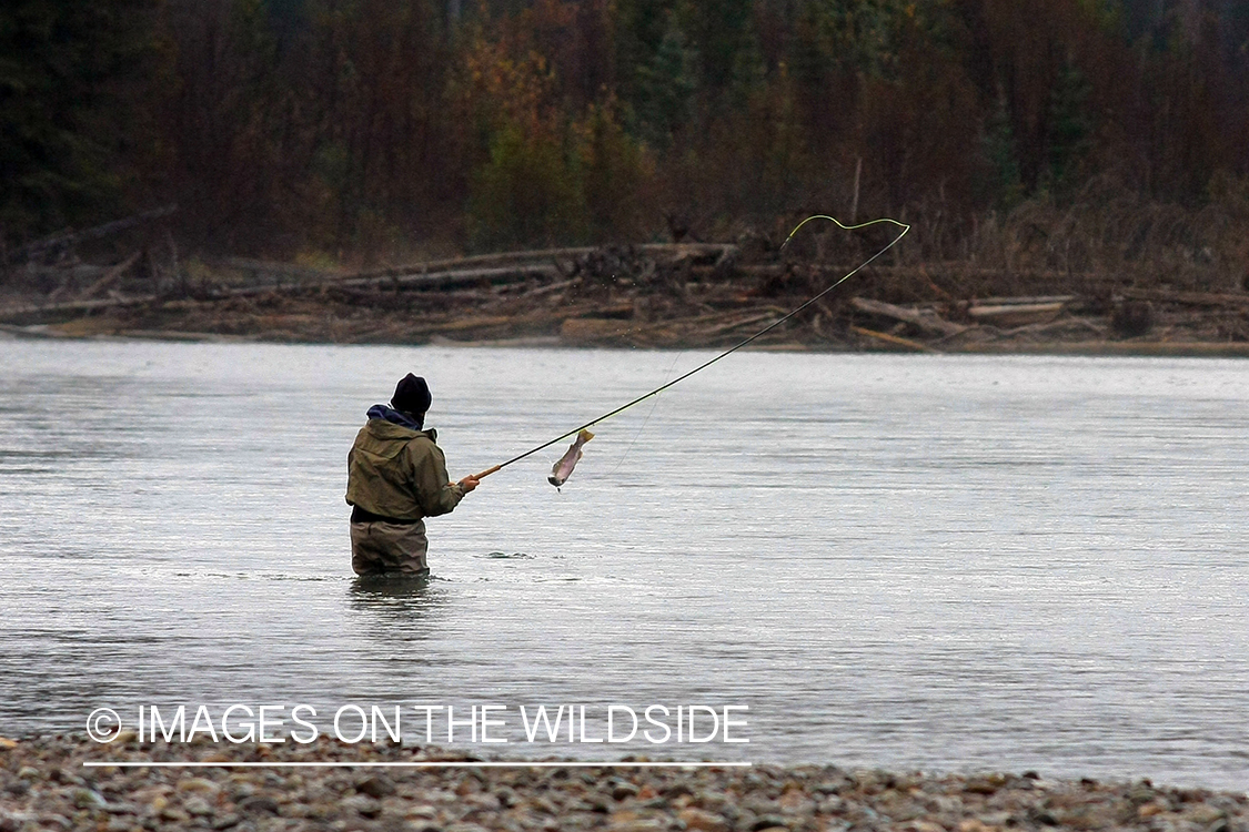 Flyfisherman with fish on. 