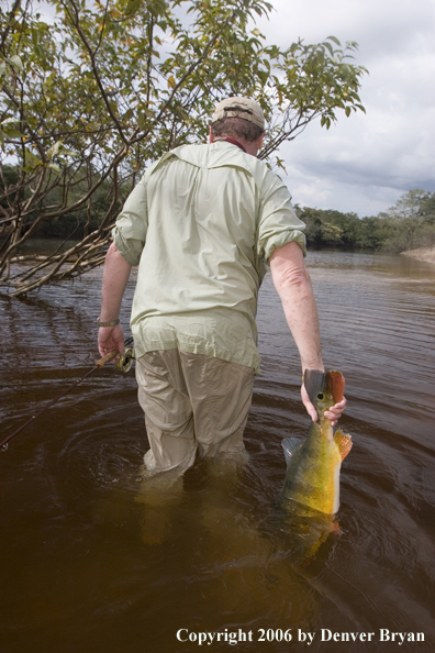 Fisherman holding Peacock Bass