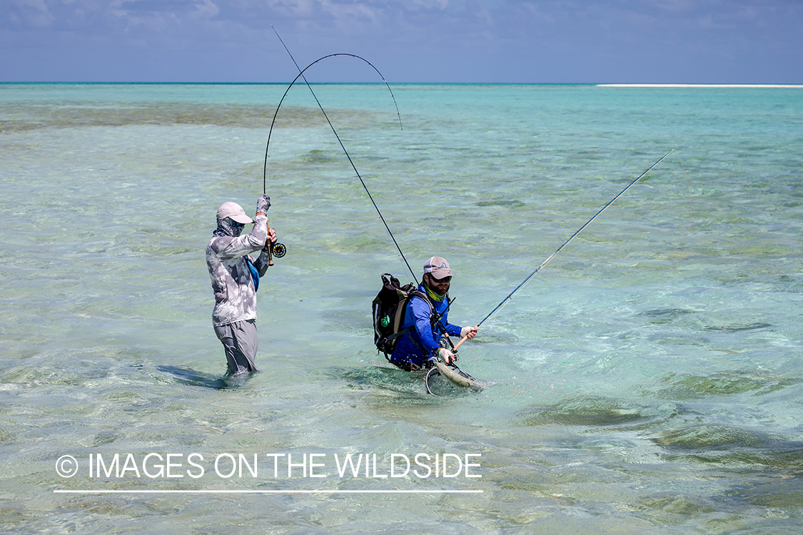 Flyfisherman catching fish on St. Brandon's Atoll flats.