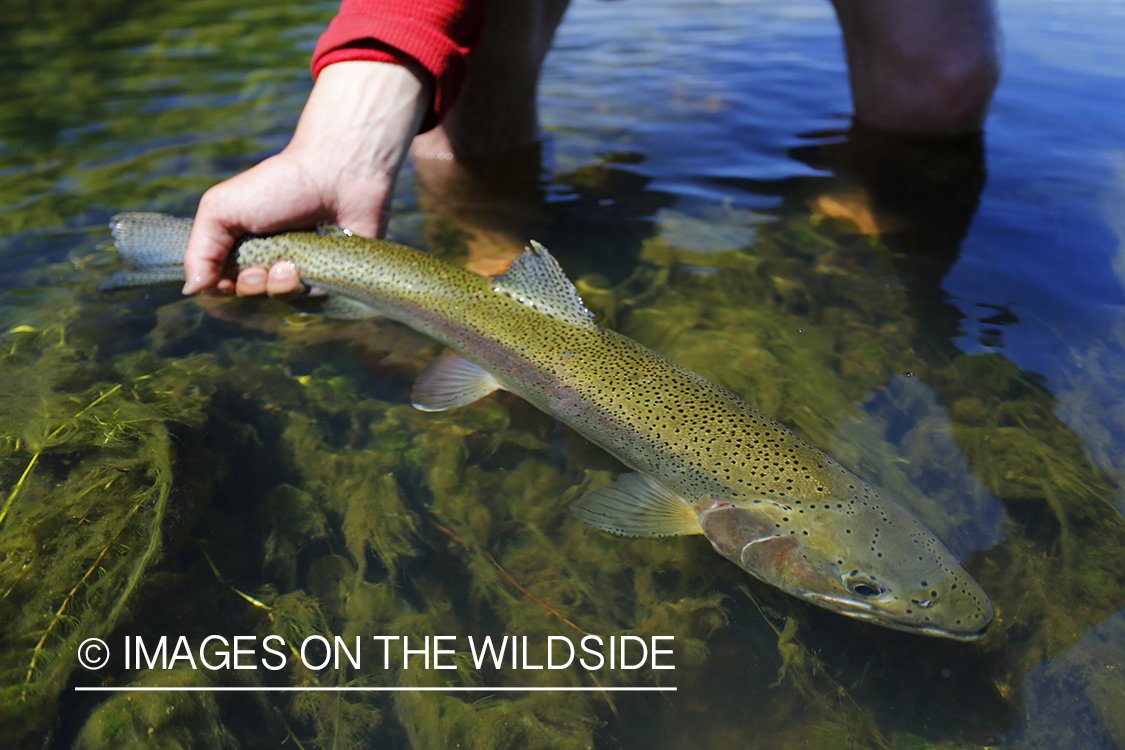 Flyfisherman releasing rainbow trout.