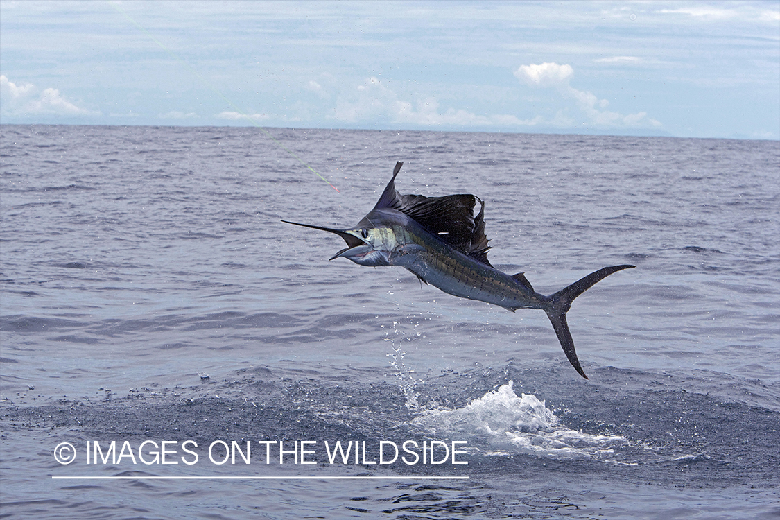 Deep sea fisherman fighting jumping sailfish.