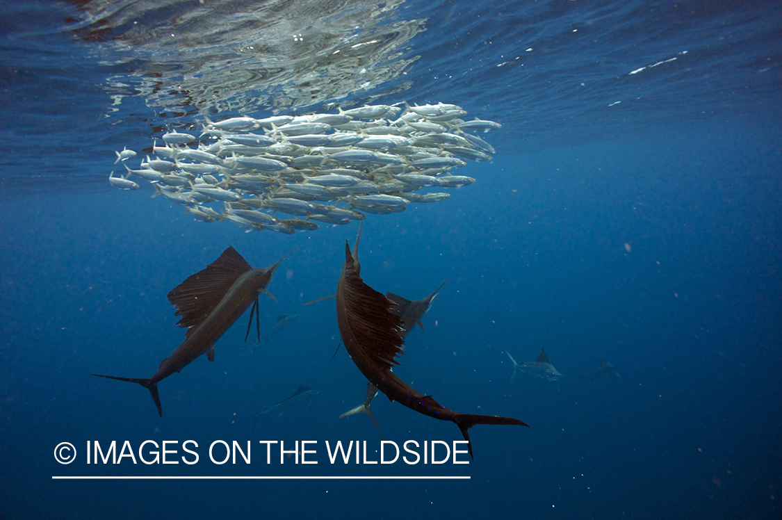 Sailfish attacking school, (bait ball), of bait fish. 