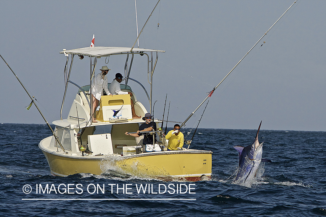 Deep sea fisherman fighting jumping black marlin.
