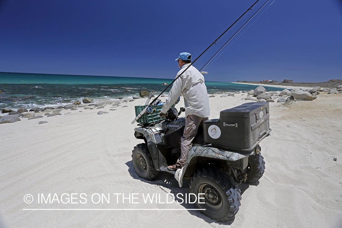 Chasing roosterfish on Baja Peninsula, Mexico.