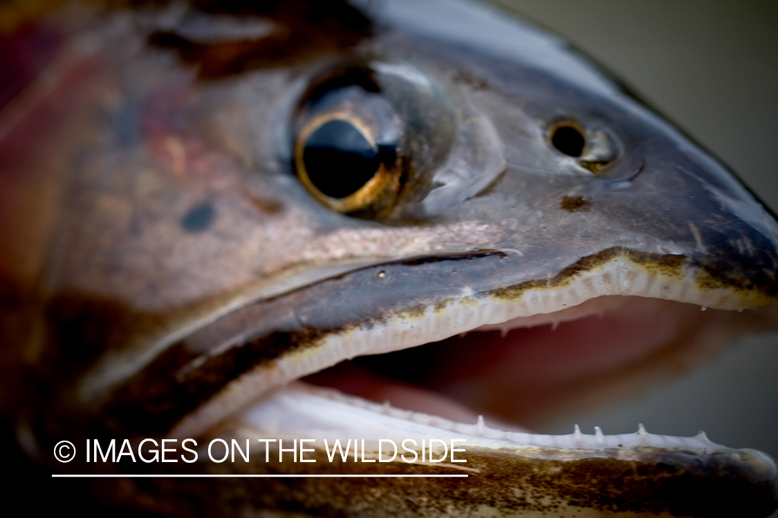 Close-up of rainbow trout.