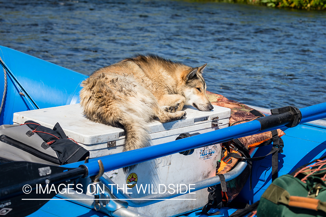 Camp dog (Laika) on raft in Kamchatka Peninsula, Russia. 