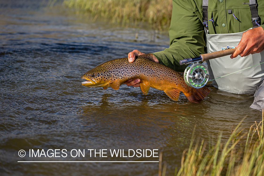 Flyfisherman releasing trout.