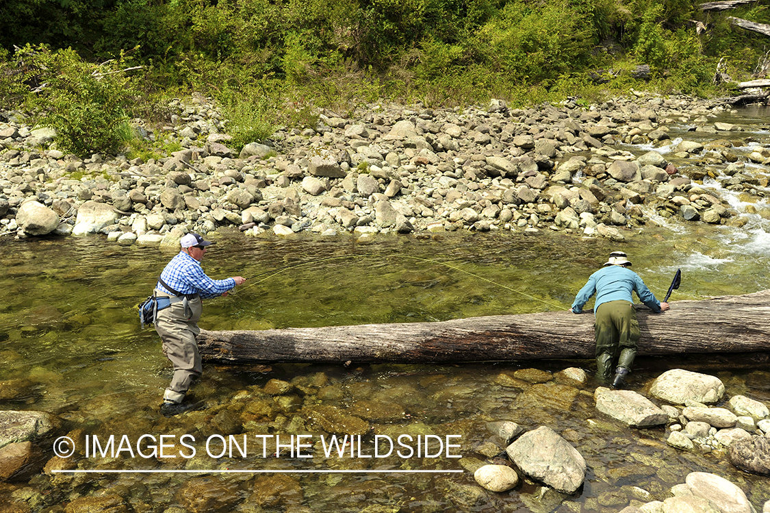 Flyfisherman hooks trout next to tree.