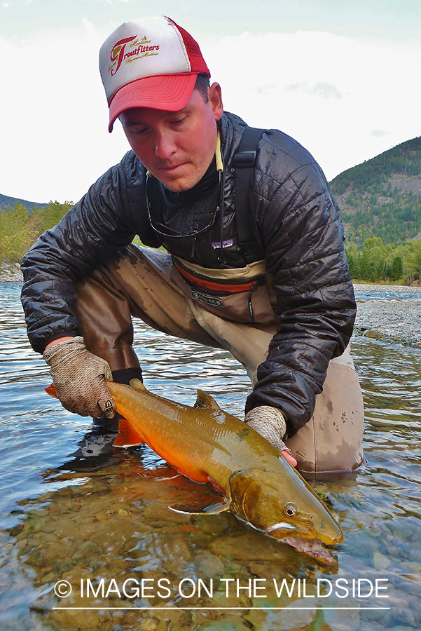 Flyfisherman with bull trout.