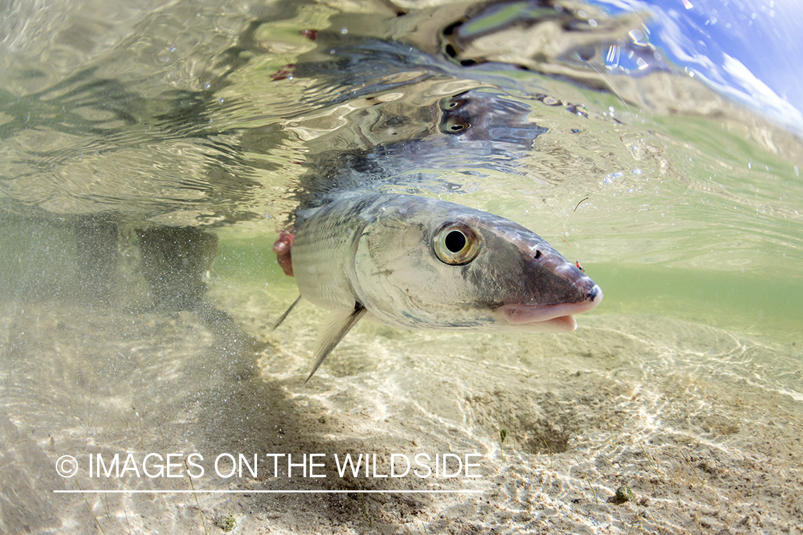 Bonefish being released.