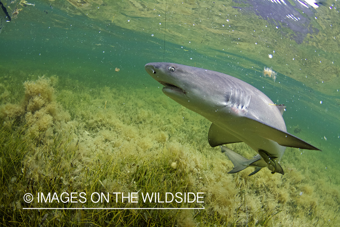 Shark on line in shallow waters. 