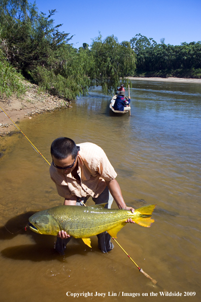 Flyfisherman holding a Golden Dorado