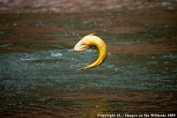 Golden Dorado jumping