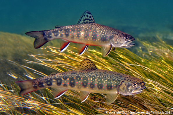 Brook trout, Colorado. 