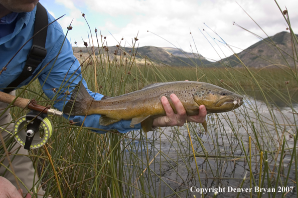 Flyfisherman holding/releasing brown trout.  Closeup of trout.